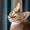 「大きくならない」と言われている猫種4選　それぞれの特徴や飼い方のポイ…