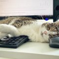 猫を疲れさせてるかも？『在宅ワーク』で飼い主が注意すべきこと3つ