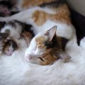 猫が出産する時期と飼い主にできること