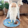 猫と犬に『ひんやりウォーターベッド』あげたら…反応の差が面白すぎる…