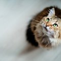 猫の『お世話疲れ』になってしまう原因3つと対策