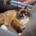 無賃乗車で「高速鉄道の旅」に出た猫　目的地に着く前に発覚し、連行され…