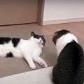 パパ猫に叱られた！子猫気分が抜けない猫くん♡