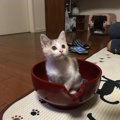 猫に優しい国4選！世界で行われているにゃんこへの取り組み