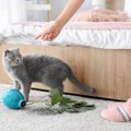 トラウマ回避！猫の『上手な』叱り方４つ