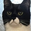 『な、なに…？』ふとベッドにいる猫を見たら→思わず二度見の『予想外すぎ…