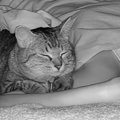 飼い主が寝ているとき『ネコは何してる?』撮影してみた結果…『愛』が…