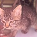 工事現場で『足を引きずりよろよろと歩く子猫』を発見して…保護された後の…