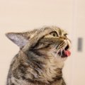 猫が『本当は反省していない』とわかる3つの行動