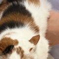 動物病院の診察台の上にいる三毛猫→顔を見たら…とんでもない『表情』に「…
