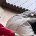 猫たちと遊びたい赤ちゃん→『両手に猫じゃらし』を持って誘いに行くと…