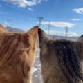 猫好き同士には通じる『猫の造語』6選　ニャルソック、ニャンモナイト…