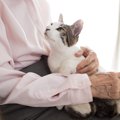 お願いニャ～！愛猫があなたに『おねだり』しているときの態度3選　見られ…