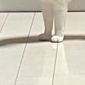 実家の猫に『愛情を注ぎすぎた』結果…目の前に現れた猫が見せた『まさかの…