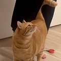 『猫は誰のところに来る？』パパと子供たちで試してみたら…まさかの展開が…
