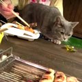 猫ちゃんも大満足！BBQでお肉を堪能♪