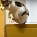 どこまで飛べるの？！猫ちゃんの素晴らしいジャンプ力♪