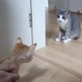 子猫と初対面！その後…先住猫と子猫の様子は？