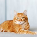 愛猫があなたをじっ…『アイコンタクト』を取るときの意味3選　見つめ…