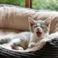 愛猫がゆっくり休める『ベッドのベストポジション』4選　ベッドの場所…
