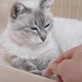 凶暴な保護猫に寄り添い続けた結果…100日後の光景に絶賛の声続出 『大…