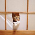 猫から『和室』を守るための防御策6選　畳や障子…きれいをキープするには…