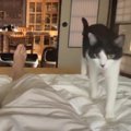 布団で寝ていると猫がやってきて…遠慮のかけらもない『まさかの行動』…