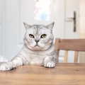 猫が『テーブルの上』に乗りたがる理由5選　止めさせたほうがいい？困…