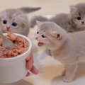 子猫の『ご飯の準備』に手間をかけすぎると…可愛すぎる『早くしてコー…