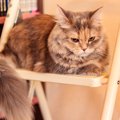 猫が『止めてほしい』と思っている時にすることは？6つの仕草・行動