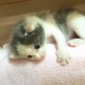 保護した子猫の生後20日目の様子…『無邪気な行動』が癒やされると9万6…