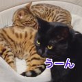 先住猫さん、新入り猫さん、仲良くなれるかな？！