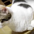 無茶言わんといて〜！猫ちゃんの露骨な無視（笑）