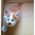 『ボロボロだった保護子猫』の13年後…とんでもなく貫禄のある『現在の様子…