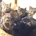 多頭飼育崩壊で命を落とす猫も…一刻を争う保護活動を救ったのは？