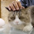 クラゲを使って猫ちゃんレンコン出来上がり？！