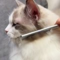 『ブラッシングが大好き』なふわふわの猫→念入りに毛を梳かしてあげると……