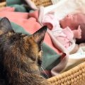 初めて見る赤ちゃんに戸惑っていた猫→少しずつ距離が縮まり…心温まる『3か…
