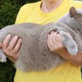 猫の『お腹にたるみがある』理由4つ　ルーズスキンの働きや肥満との違いを…