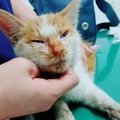 家の前に捨てられていたひん死の子猫を保護したら…犬がとった行動と『…