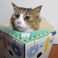 お部屋と思ったら船？！猫ちゃんにドッキリを仕掛ける！