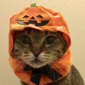 猫も被り物で変身！にゃんにゃんハロウィンを楽しもう♪