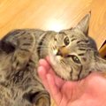 普段より甘えてくる子猫→ご飯をあげても見向きもせず…とんでもなく『愛お…