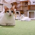 猫の『お留守番』撮ってみた結果…寂しがる2匹の結末が微笑ましいと27…