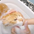 『猫トリミング歴10年の元トリマーが解説してみた』シャンプーの際に…