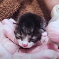 わずか生後1日『ビニール袋で捨てられた子猫』を保護→6ヶ月後の様子が…