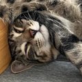 キジトラ猫のお昼寝姿がまるで液体…完全に『溶けている光景』に笑って…