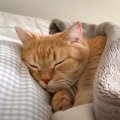 猫に腕枕をして一緒に寝た結果…寝息をたてながら『人間みたいに爆睡す…