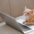 猫の『知能レベル』に関する知識5つ　人に例えると何歳？長けている能…