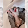 【感動】生後間もない子猫を保護「小さな命」を救う為コメント殺到！